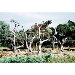 Woodland Scenics TK22 HO Kits de árvores pequenas mortas 2,62" - 3,25" (pacote com 5)